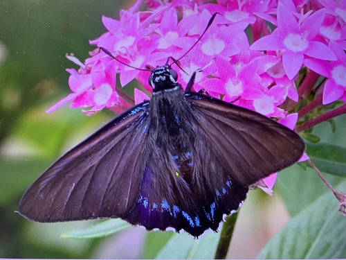 Mangrove Skipper photo 4