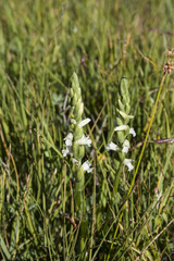 Spiranthes aestivalis
