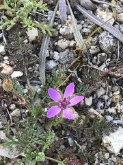 Erodium cicutarium