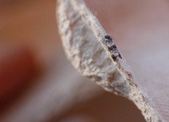 Phtheochroa cymatodana