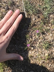 Erodium cicutarium