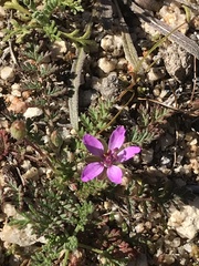 Erodium cicutarium