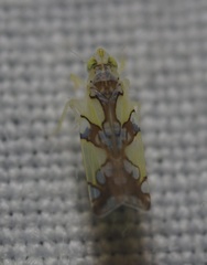 Protalebrella conica