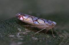 Protalebrella conica