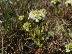 Triphysaria floribunda