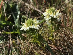 Triphysaria floribunda