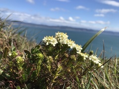 Triphysaria floribunda