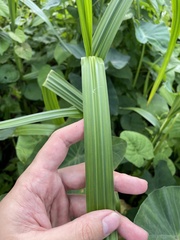 Scleria eggersiana