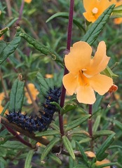 Euphydryas chalcedona