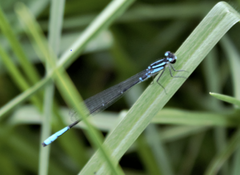 Mesamphiagrion