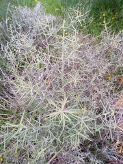 Asparagus horridus