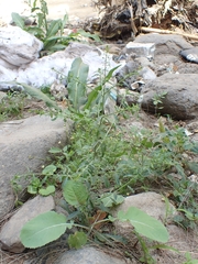 Lepidium africanum