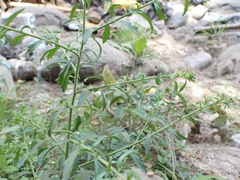 Lepidium africanum