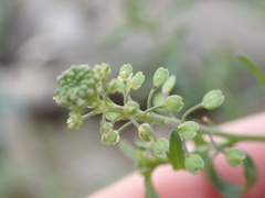 Lepidium africanum