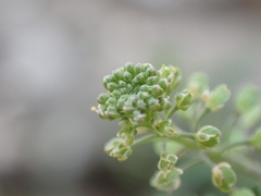 Lepidium africanum