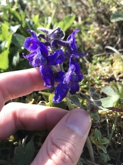 Delphinium decorum decorum