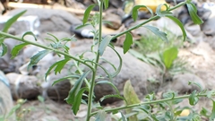 Lepidium africanum