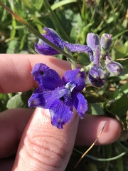 Delphinium decorum decorum