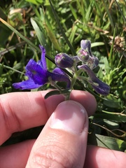 Delphinium decorum decorum
