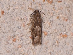 Pseudexentera haracana