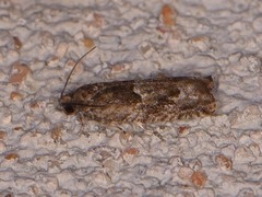 Pseudexentera haracana