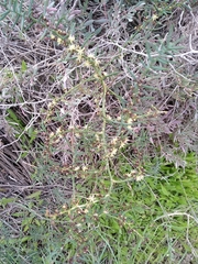 Asparagus horridus