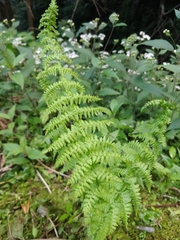 Athyrium filix-femina image