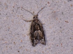 Pseudexentera hodsoni