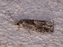 Pseudexentera hodsoni