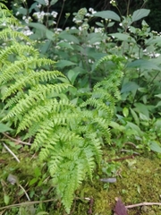 Athyrium filix-femina image