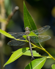Rhionaeschna variegata