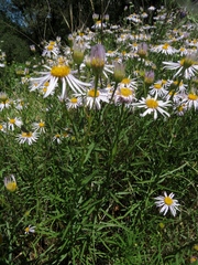 Erigeron foliosus