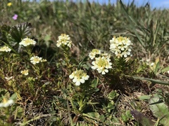 Triphysaria floribunda