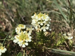 Triphysaria floribunda