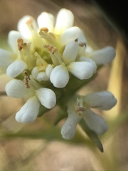 Triphysaria floribunda