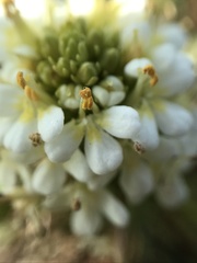 Triphysaria floribunda