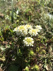 Triphysaria floribunda