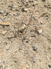 Nemacladus secundiflorus robbinsii