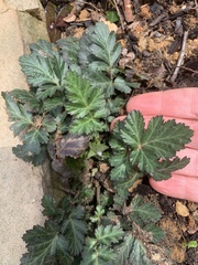 Geum canadense camporum