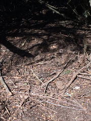 Sceloporus occidentalis