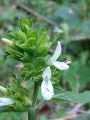 Dicliptera membranacea