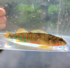 Etheostoma osburni