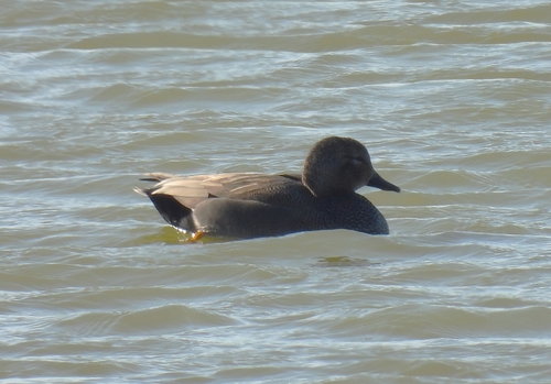 Ánade friso (Mareca strepera)