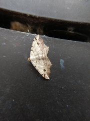 Macaria aequiferaria