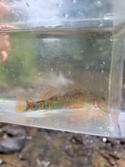 Etheostoma osburni