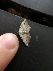 Macaria aequiferaria