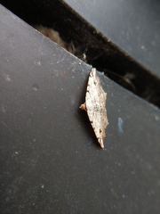 Macaria aequiferaria