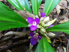 Dichorisandra acaulis