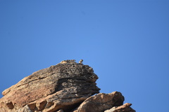 Ammospermophilus leucurus