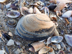 Ruditapes decussatus